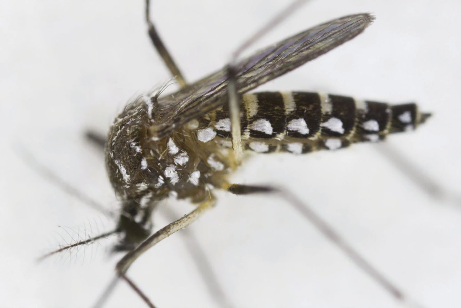 Researchers compared how mosquitoes collected during different parts of the year responded to changes in temperature.